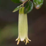 Correa Lime Chimes Pplcorlch - Garden Express Australia