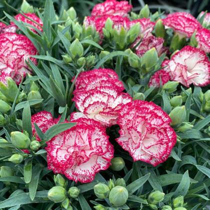 Dianthus Adorable Cami Ppldiaaca - Garden Express Australia