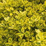 Euonymus Emerald N Gold