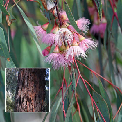 Eucalyptus Sideroxylon Rosea Lpoeucsro - Garden Express Australia