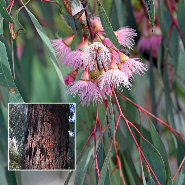 Eucalyptus Sideroxylon Rosea