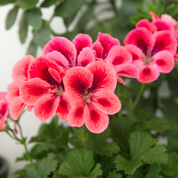 Geranium Solstice Salmon Garden Express