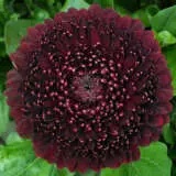 Gerbera Black Pearl Pkgerbpe - Garden Express Australia