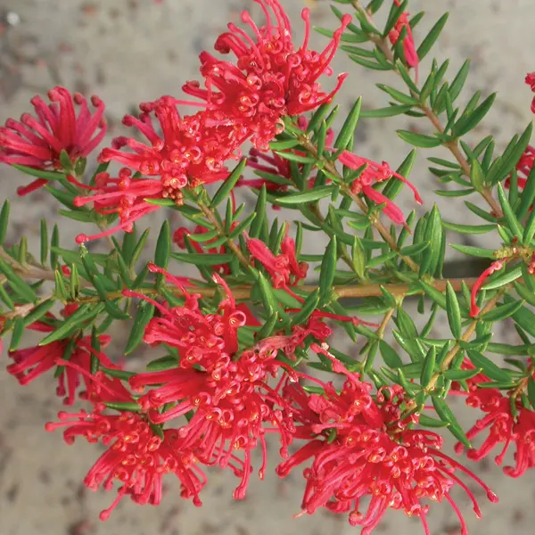 Grevillea New Blood 140mm Grevillea New Blood 140mm