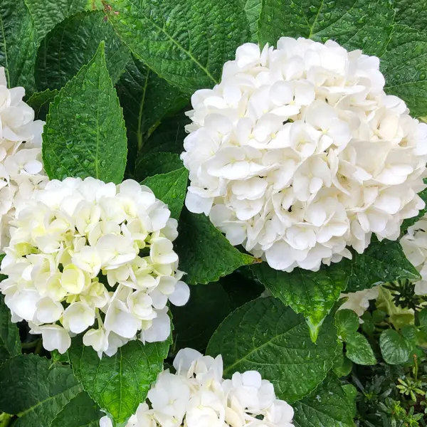 Hydrangea Tea Time White