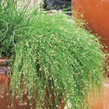 Isolepis Live Wire