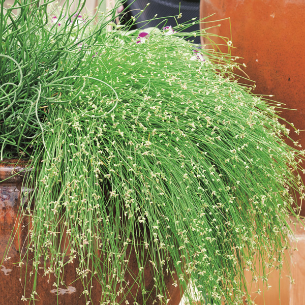 Isolepis Live Wire