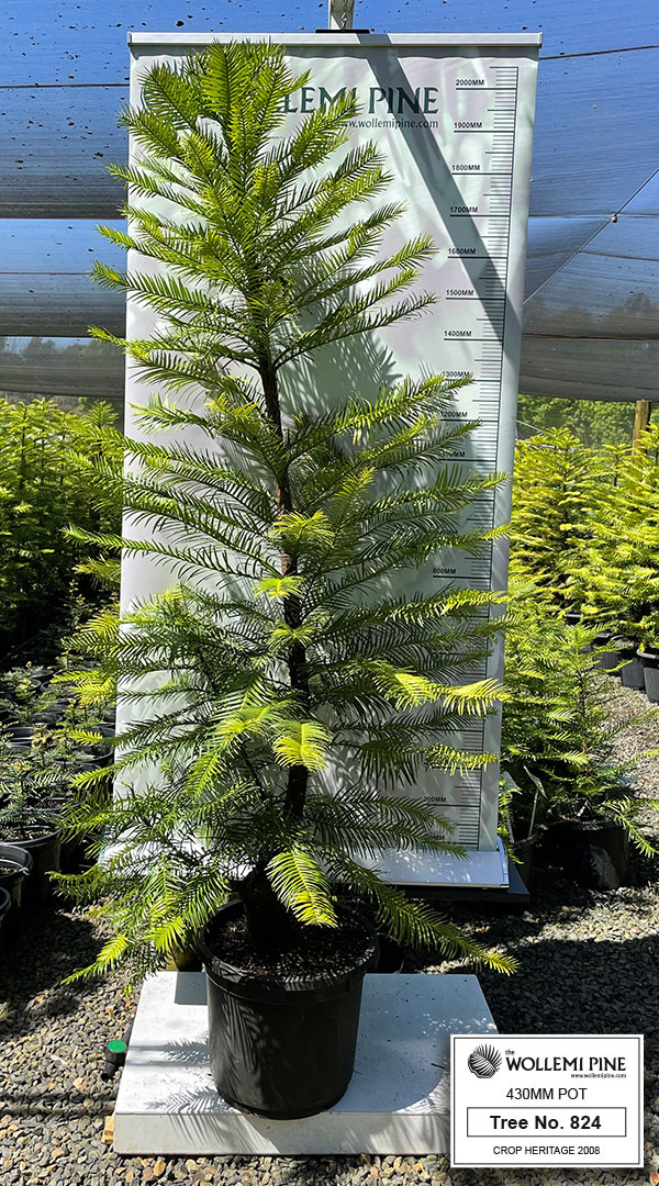 Wollemi Pine Number 824 430mm Pot