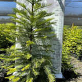 Wollemi Pine Number 861 – 430mm Pot