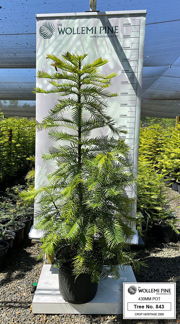 Wollemi Pine Number 843 – 430mm Pot