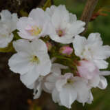 Prunus Amanogawa Flowering Cherry Pplpruama - Garden Express Australia