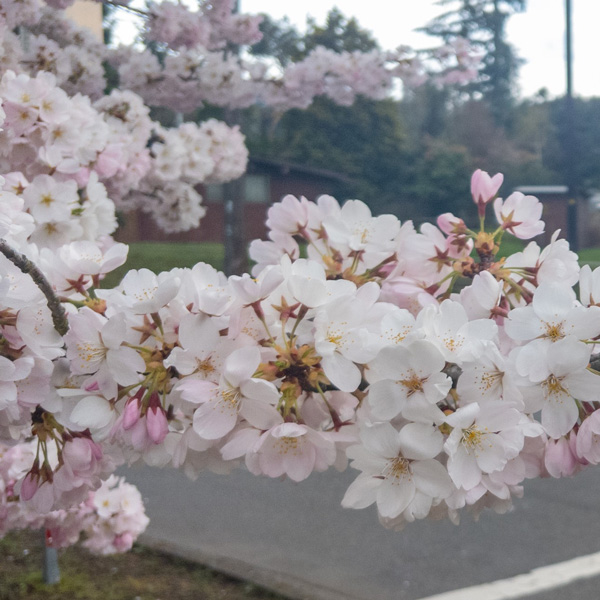 Prunus Yoshino Flowering Cherry Garden Express