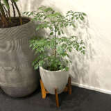 Radermachera China Doll