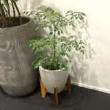 Radermachera China Doll Pplradcdo - Garden Express Australia