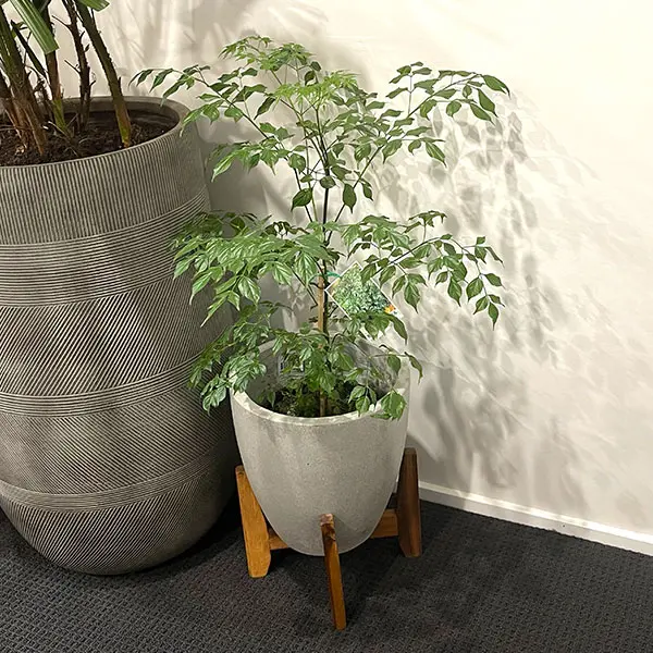 Radermachera China Doll