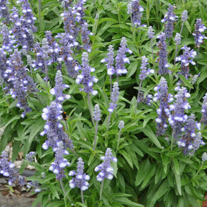 Salvia Farina Silver Blue Pplsarfsb - Garden Express Australia