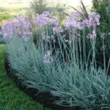 Tulbaghia Variegated Society Garlic Ppltulvsg - Garden Express Australia