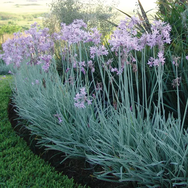 Tulbaghia Variegated Society Garlic