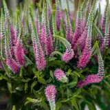 Veronica Skyler Pinkpplverspi - Garden Express Australia