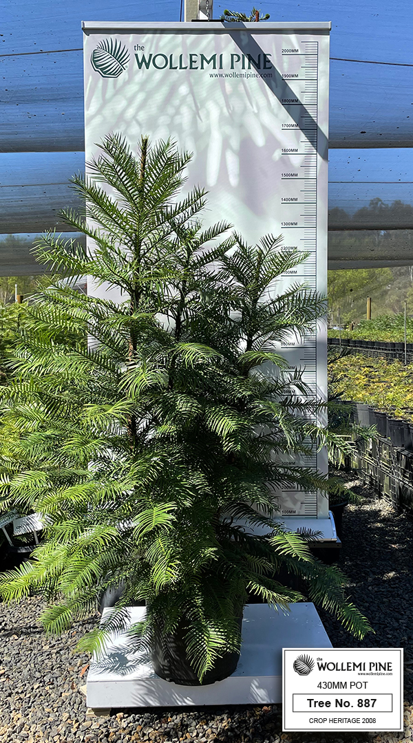 Wollemi Pine Number 887 430mm Pot