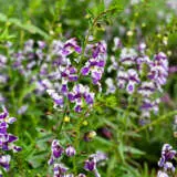 Angelonia Angelos Bicolour Pplangabi - Garden Express Australia