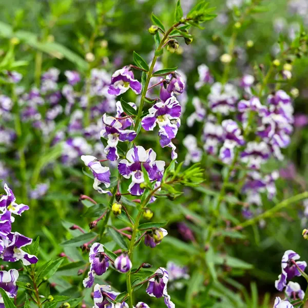 Angelonia Angelos Bicolour Angelonia Angelos Bicolour