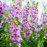 Angelonia Angelos Lavender Pink Pplangalp - Garden Express Australia
