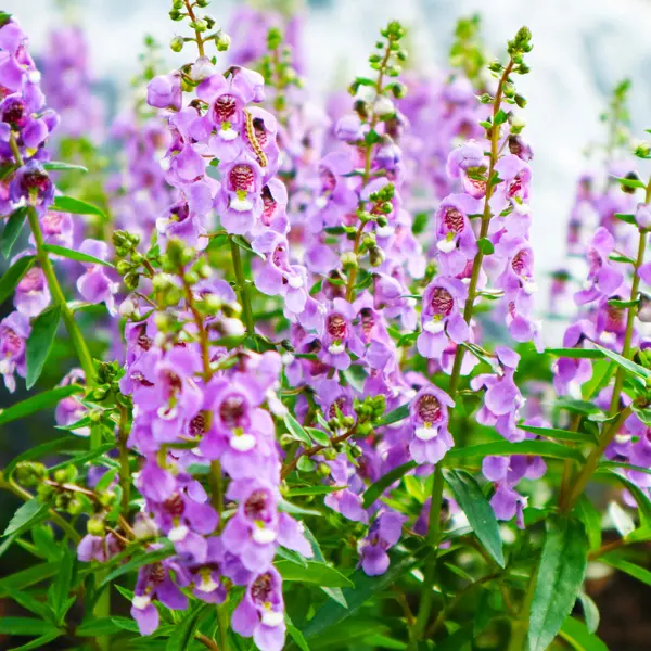 Angelonia Angelos Lavender Pink Angelonia Angelos Lavender Pink