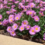 Brachyscome Fresco Candy Pplbrafca - Garden Express Australia