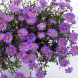 Brachyscome Fresco Purple Pplbrafpu - Garden Express Australia