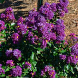 Crepe Myrtle Purple Magic Pplcmypma - Garden Express Australia