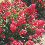 Crepe Myrtle Red Magic Pplcmyrma - Garden Express Australia