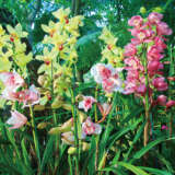 Cymbidiumorchid - Garden Express Australia