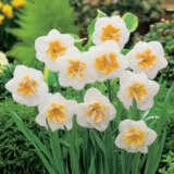 Daffodil Dolly Mollinger Pkdafdmo - Garden Express Australia