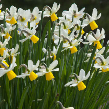 Daffodil Jack Snipe Pkdafjsn - Garden Express Australia