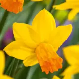 Daffodil Jet Fire Daffodil Jet Fire