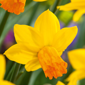 Daffodil Jet Fire Daffodil Jet Fire