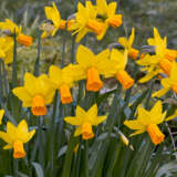 Daffodil Jet Fire Daffodil Jet Fire
