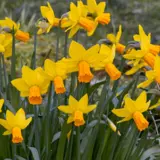 Daffodil Jet Fire Daffodil Jet Fire