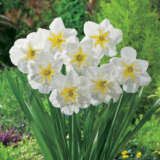 Daffodil Lemon Beauty Pkdaflbe - Garden Express Australia