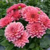 Dahlia Dalina Acapulco Ppldahdac - Garden Express Australia