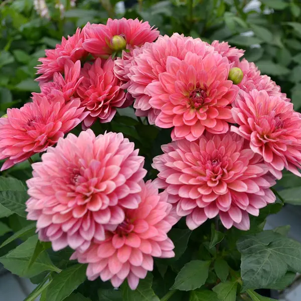 Dahlia Dalina Acapulco