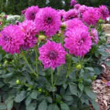 Dahlia Dalina Cadena Ppldahdcd - Garden Express Australia