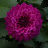 Dahlia Dalina Castillo Ppldahdca - Garden Express Australia