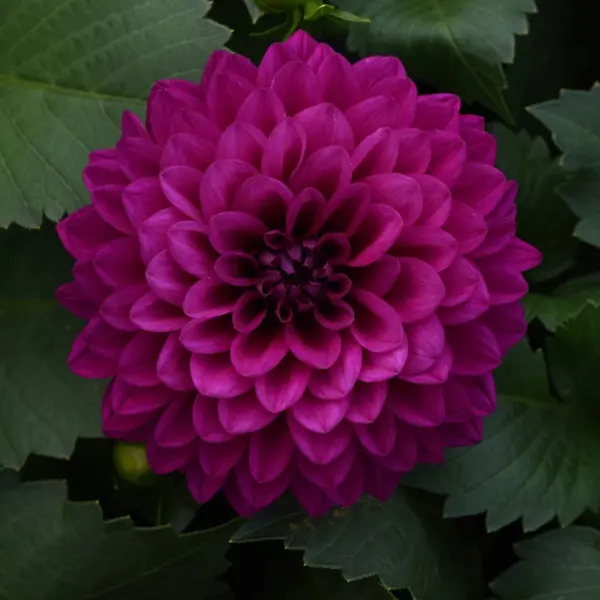 Dahlia Dalina Castillo Dahlia Dalina Castillo