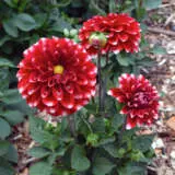 Dahlia Dalina Merida Ppldahdmd - Garden Express Australia