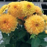 Dahlia Dalina Romero Ppldahdrm - Garden Express Australia