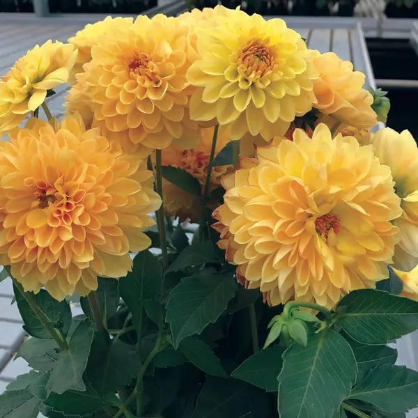 Dahlia Dalina Romero