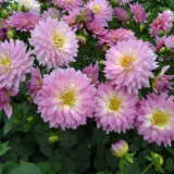 Dahlia Dalina Salinas P75dahdsl - Garden Express Australia