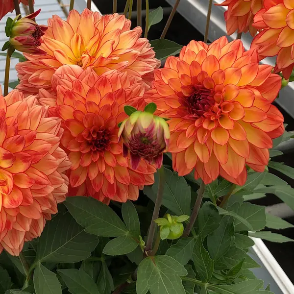 Dahlia Dalina Tequila